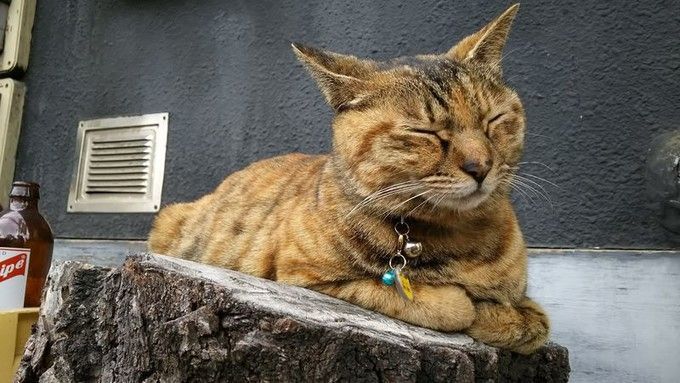 东京老街谷根千，带你一秒穿越回昭和时代逛吃逛吃