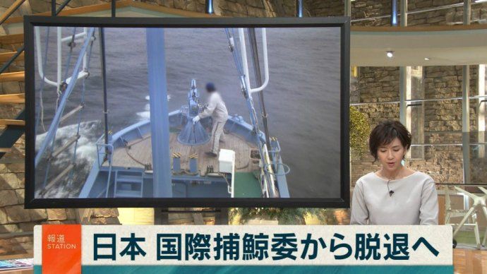正式“退群”后,日本接下来关于商业捕鲸的几点变化 正式“退群”后,日本接下来关于商业捕鲸的几点变化
