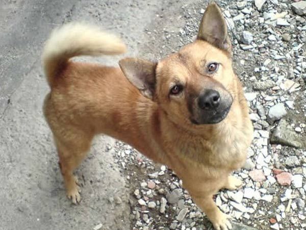 日本人处理流浪狗的方法就是训练成警犬 日本人处理流浪狗的方法就是训练成警犬