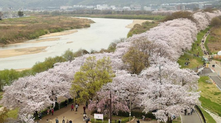 因去年21号台风受损的京都背割堤“樱花走廊” 今年有望再开樱花节