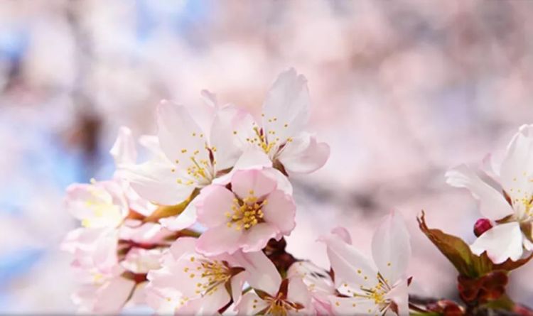 2019第一波樱花前线来了！今年最美的樱花去哪里看？