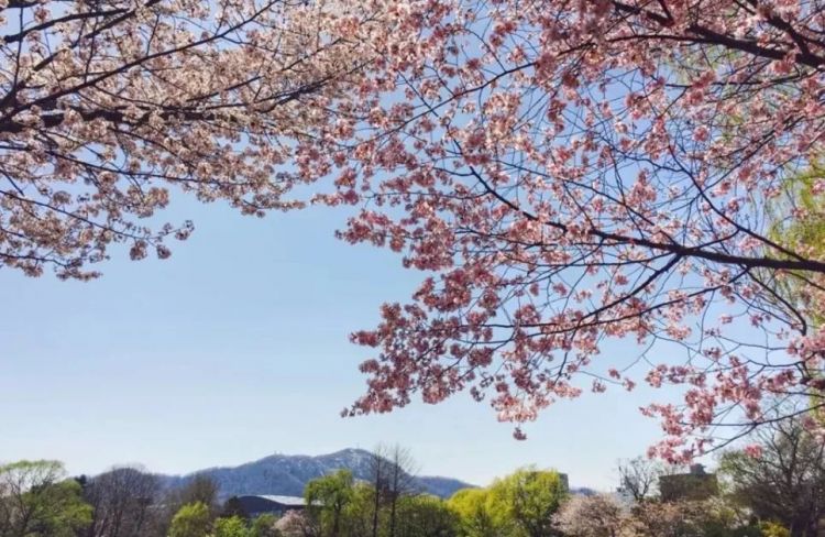 2019第一波樱花前线来了！今年最美的樱花去哪里看？