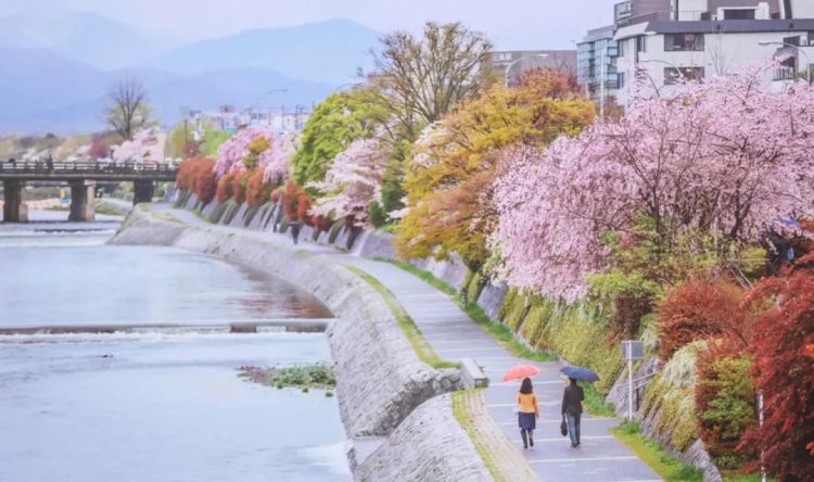 2019第一波樱花前线来了！今年最美的樱花去哪里看？