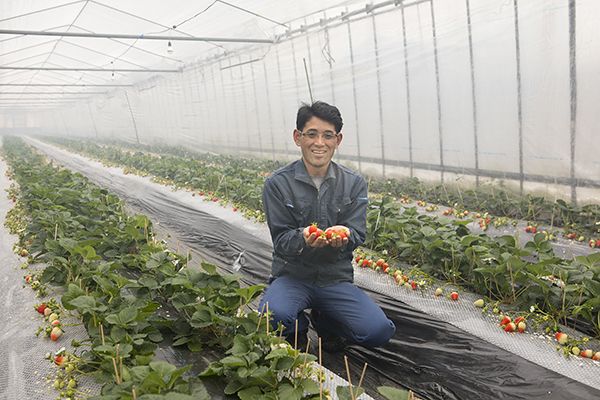 在熊本摘草莓！从Insta精选农场到温泉培育的草莓地！推荐4处摘草莓的好去处