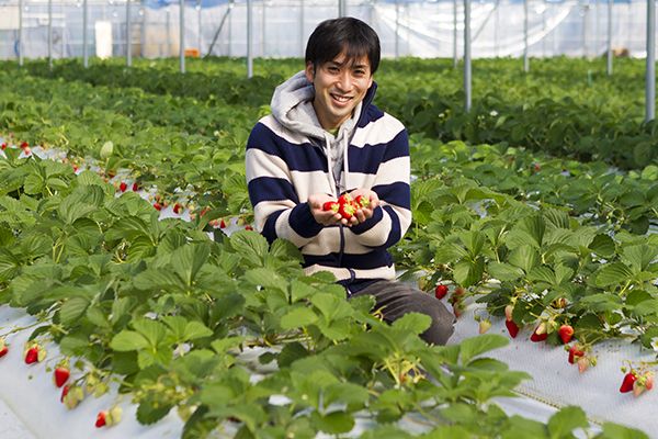 在熊本摘草莓！从Insta精选农场到温泉培育的草莓地！推荐4处摘草莓的好去处