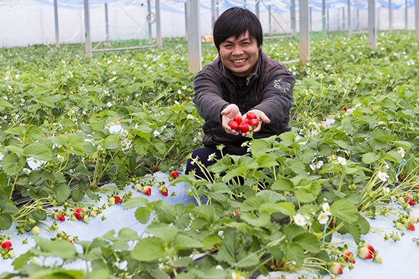 在熊本摘草莓！从Insta精选农场到温泉培育的草莓地！推荐4处摘草莓的好去处