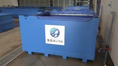 日本企业开发出“活鱼BOX” 保证活鱼能顺利运输到全国各地 日本企业开发出“活鱼BOX” 保证活鱼能顺利运输到全国各地