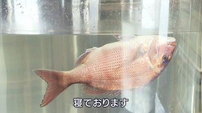 日本企业开发出“活鱼BOX” 保证活鱼能顺利运输到全国各地 日本企业开发出“活鱼BOX” 保证活鱼能顺利运输到全国各地