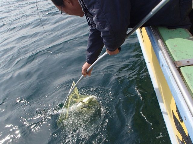 神奈川观音崎近海——用铅制的小鱼迷惑“大海的匪徒”鰆鱼! 神奈川观音崎近海——用铅制的小鱼迷惑“大海的匪徒”鰆鱼!