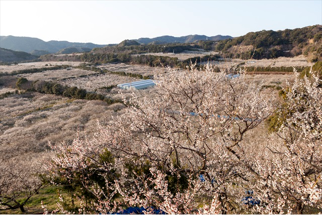 和歌山美食探访——来自纪州的奶酪制作师、梅子、葡萄山椒 