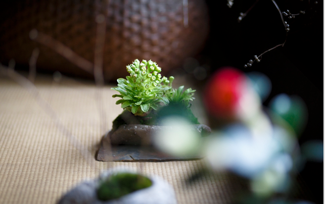 通过一朵花感受整片山林——京都みたて花店