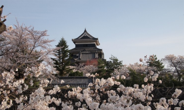 如梦如幻如痴如醉，长野县松本城又将迎来樱花季