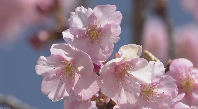 日本气象协会公布各地樱花开花预测时间