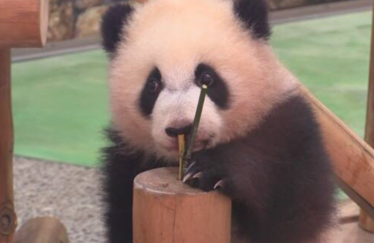 日本和歌山县白滨町动物园向雄性大熊猫赠送白色情人节礼物