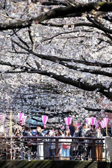 最新日本樱花开放日期预测，福冈最早东京都21日开花