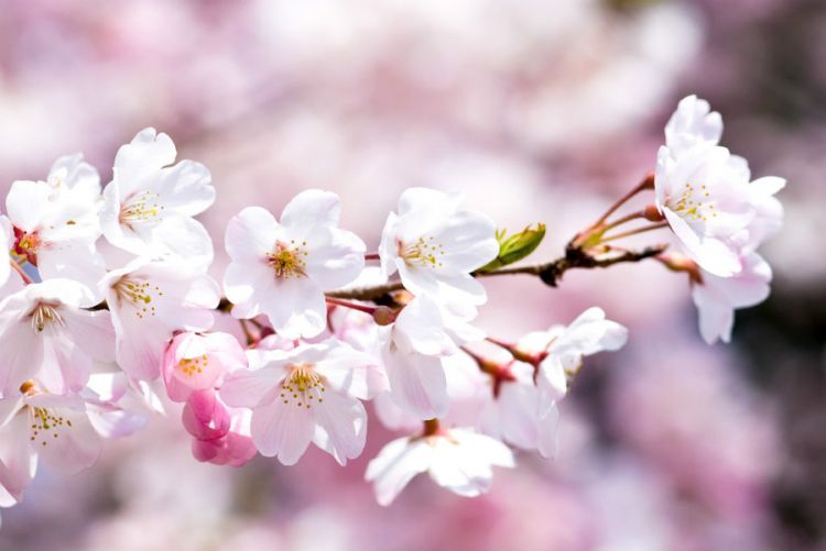 日本产品的樱花味究竟是什么味道？和樱桃味又有何区别？
