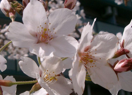 日本气象台预计3月30日 千叶市千叶公园内樱花盛开