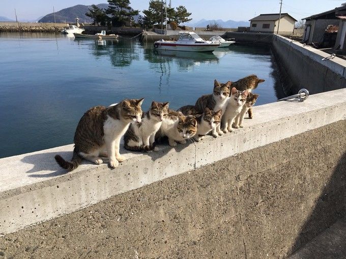 日本猫岛小盘点，哪些才“名副其实”？