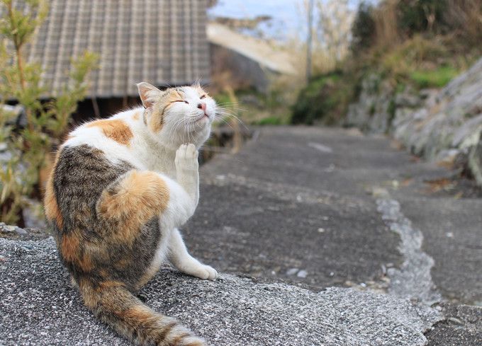 日本猫岛小盘点，哪些才“名副其实”？