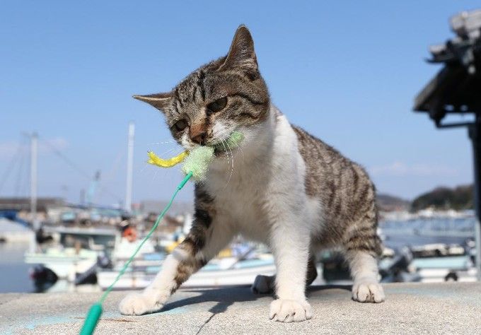 日本猫岛小盘点，哪些才“名副其实”？