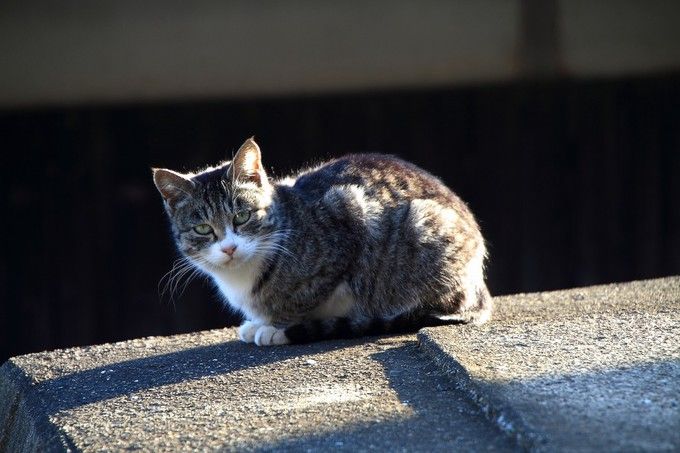 日本猫岛小盘点，哪些才“名副其实”？