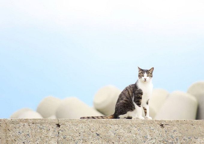 日本猫岛小盘点，哪些才“名副其实”？