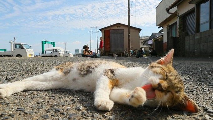 日本猫岛小盘点，哪些才“名副其实”？
