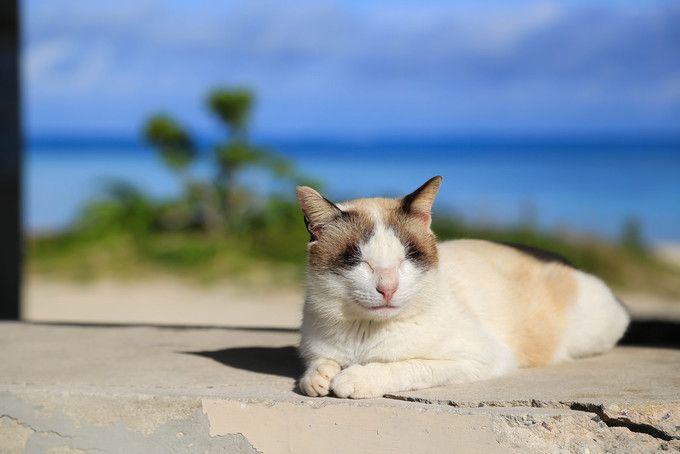 日本猫岛小盘点，哪些才“名副其实”？