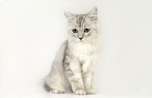 日本最新研究成果--猫能区分自己名字