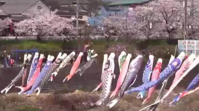 和歌山九度山町100条鲤鱼旗飘游在丹生川上空