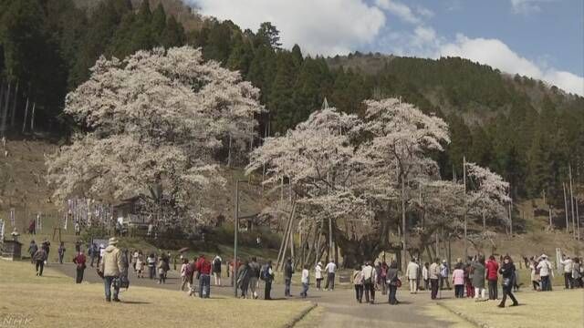 日本国家天然纪念物淡墨樱 盛开于岐阜县本巢市