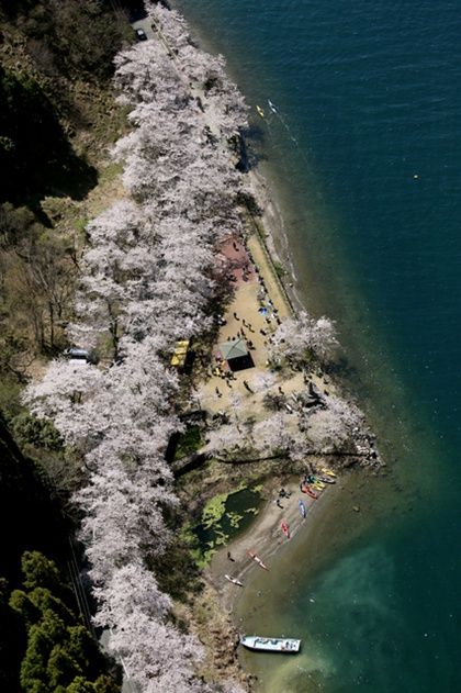 日本琵琶湖沿岸樱花隧道迎来满开 与湖水相映成辉