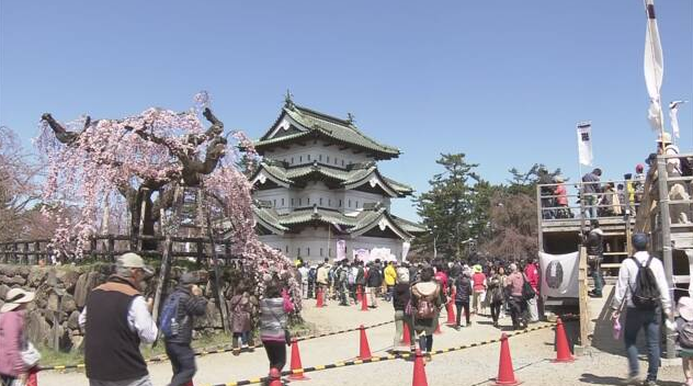 日本三大赏樱名胜之一青森县的弘前樱花祭正式开幕