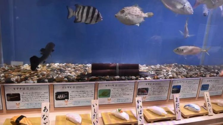 把观赏鱼做成寿司和活鱼一起展览…日本水族馆奇葩举动引网友热议