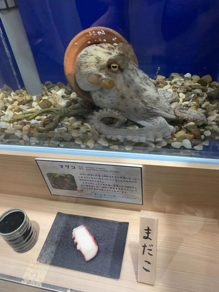 把观赏鱼做成寿司和活鱼一起展览…日本水族馆奇葩举动引网友热议