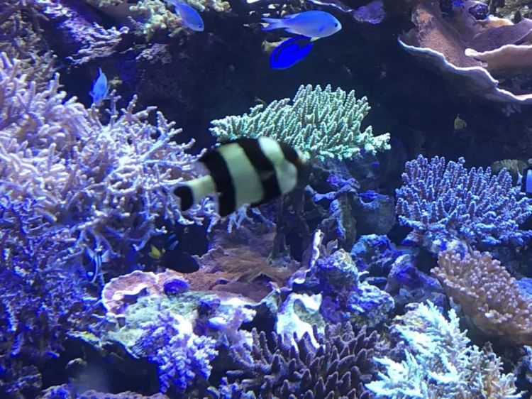 把观赏鱼做成寿司和活鱼一起展览…日本水族馆奇葩举动引网友热议