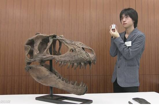 岩手县高中生发现9000万年前恐龙牙齿化石 岩手县高中生发现9000万年前恐龙牙齿化石