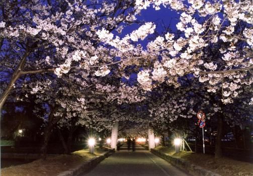 长崎县大村公园，晚春初夏的“花之城” 