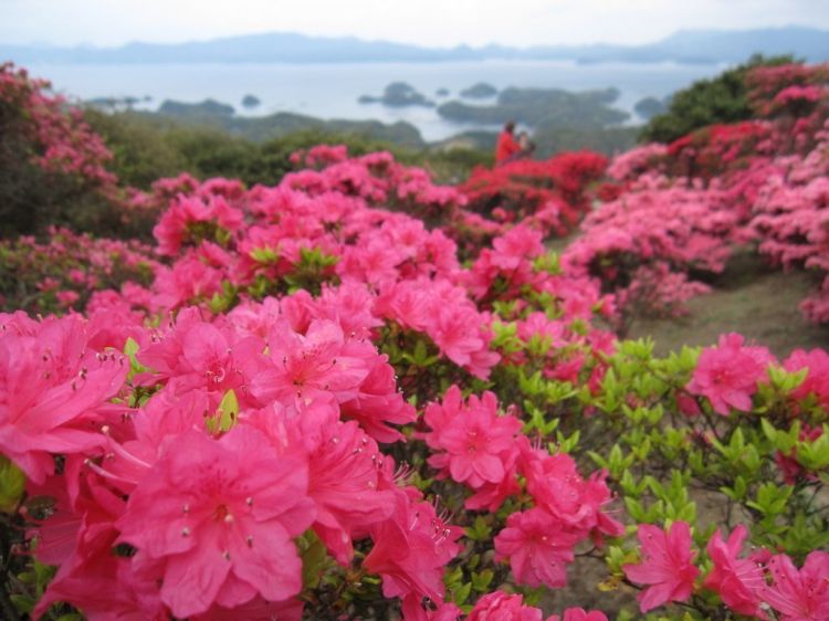 长崎县谏早公园，杜鹃花节举行中