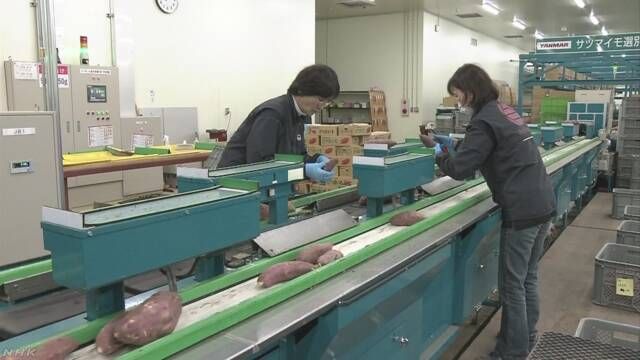 我要成为“红薯王” 日本红薯企业力争打造世界一流红薯