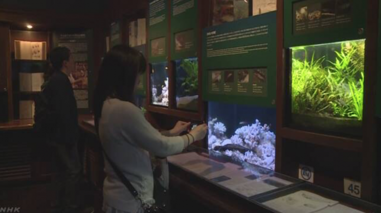 平成结束前 神奈川县藤泽市水族馆展示日本天皇所研究的虾虎鱼