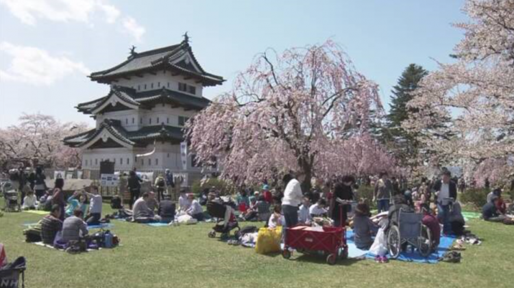 日本青森县弘前公园开始举行樱花节大量游客前来观赏 日本通