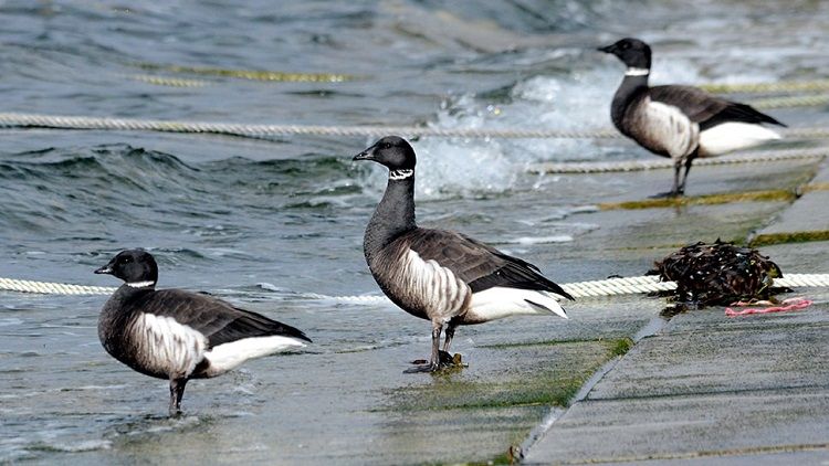 平成回忆录：明仁天皇和皇后的“祈福之路”（后篇）
