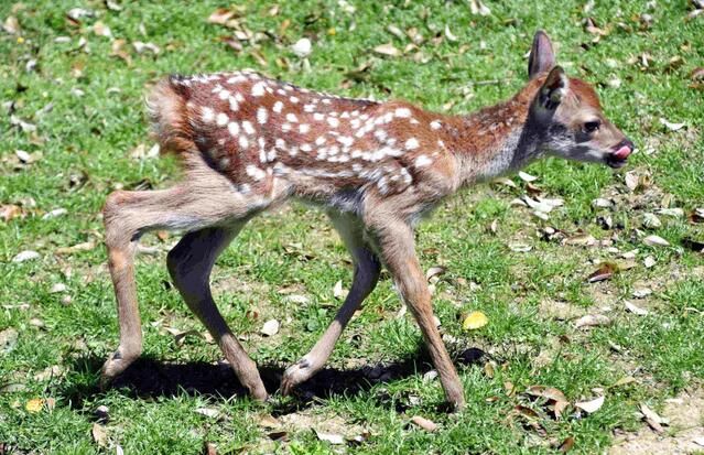 日本奈良公园诞生令和时代的第一只小鹿