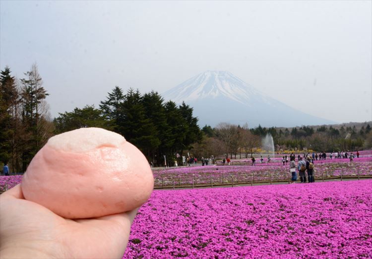 观赏富士山漫山遍野的芝樱，体验富士急游乐园的趣味