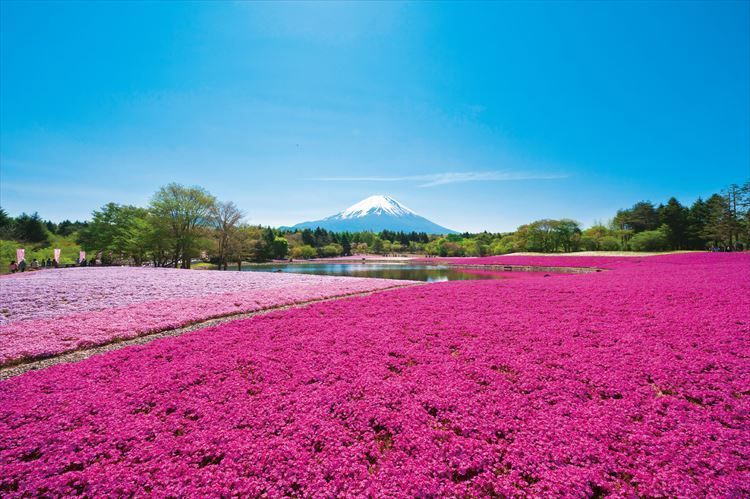 观赏富士山漫山遍野的芝樱，体验富士急游乐园的趣味