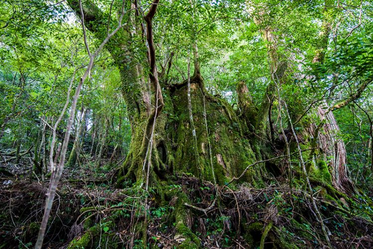 九州游记：鹿儿岛县屋久岛