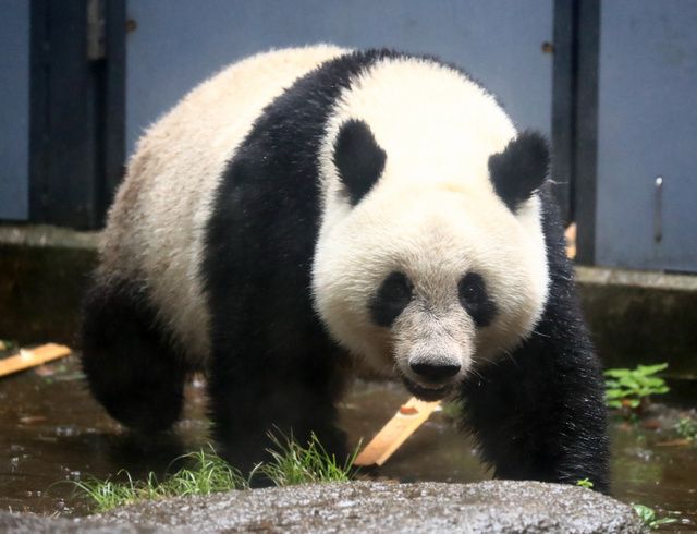 大熊猫香香2岁生日迎来参观长列 周边热销一空