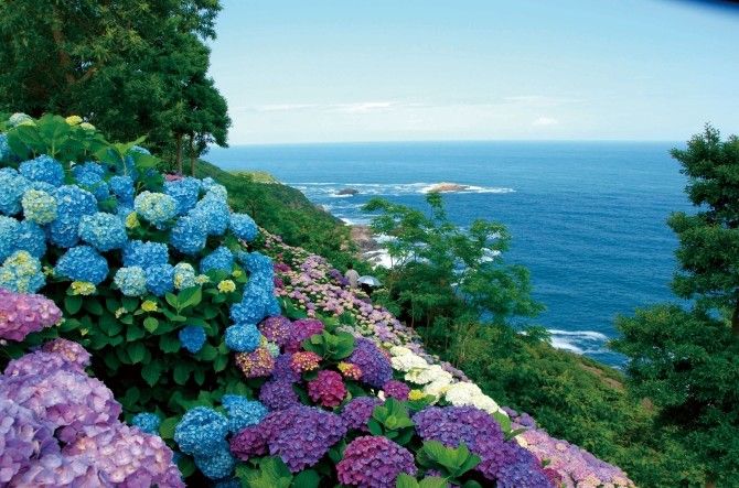 花语缤纷，今夏九州最热门赏花地盘点
