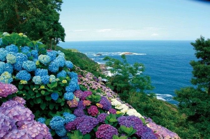 花语缤纷,今夏九州最热门赏花地盘点 花语缤纷,今夏九州最热门赏花地盘点
